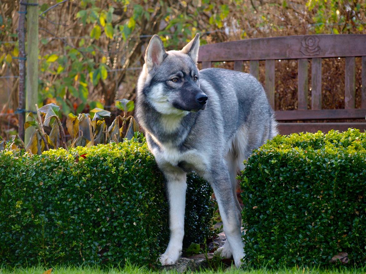 Siberian husky Wolf - Wolf 7 mdr. billede 17