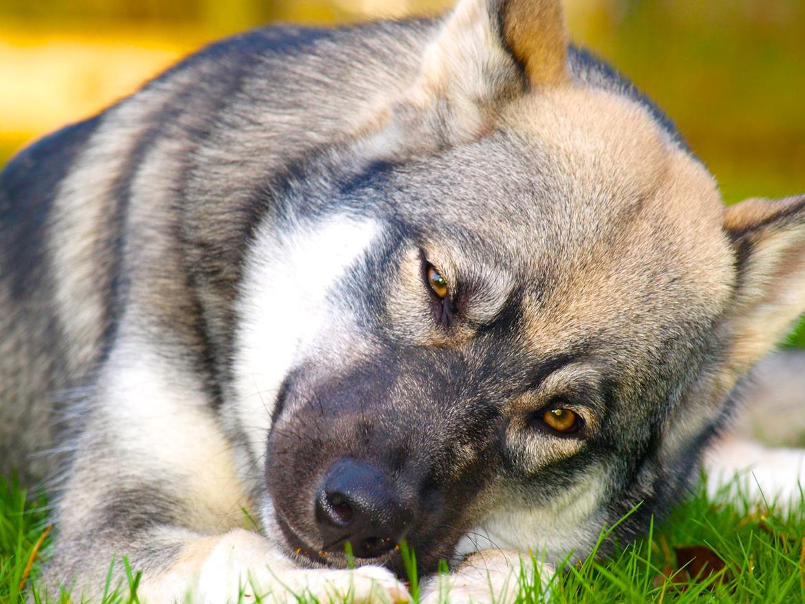 Siberian husky Wolf - Wolf 7 mdr. billede 18