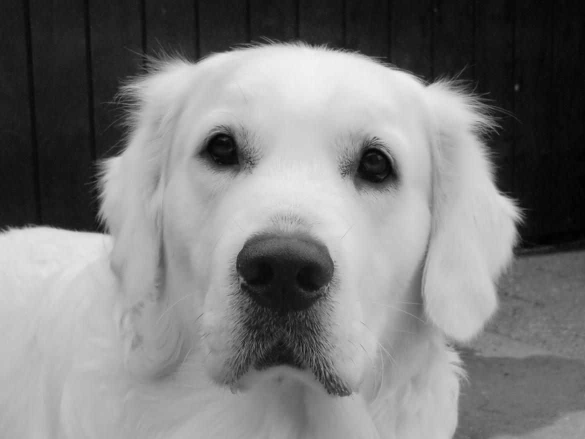 Golden retriever Hubert billede 6