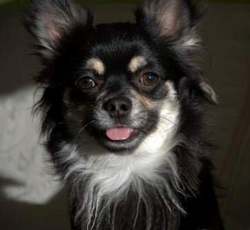 Chihuahua Dee Kay Beautiful Blackie billede 21