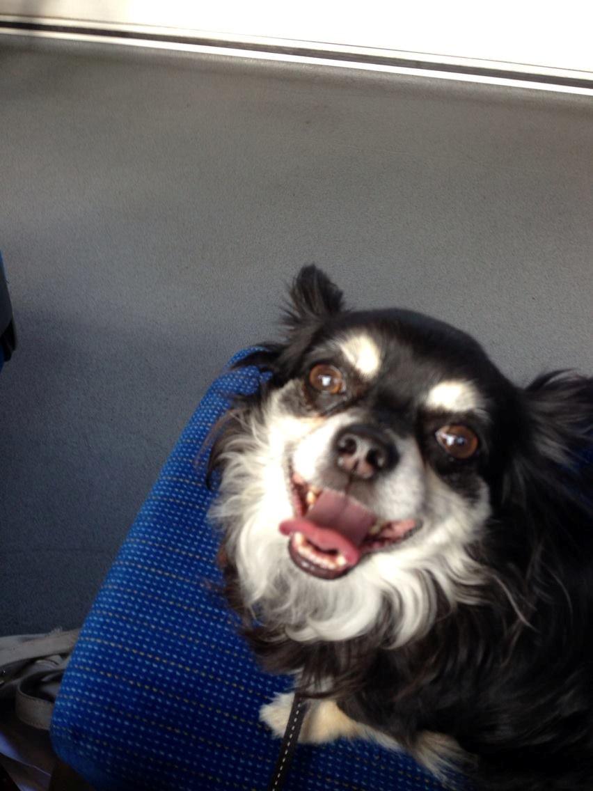 Chihuahua Dee Kay Beautiful Blackie billede 22