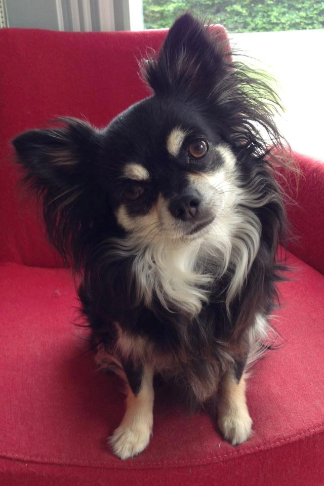 Chihuahua Dee Kay Beautiful Blackie - Robert 4 år den 1. December 2013 - hvor jeg dog elsker min skønne dreng. billede 23