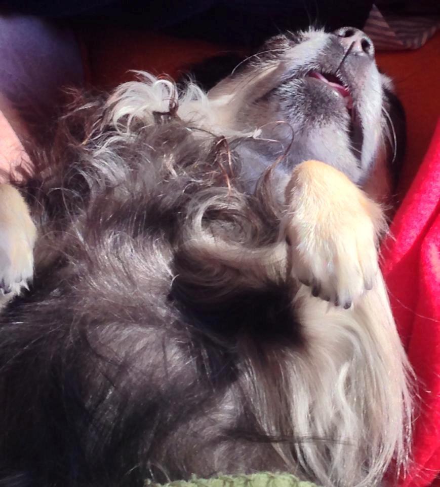 Chihuahua Dee Kay Beautiful Blackie - Jeg er træt efter en lang dag sammen med en masse andre chihuahua, så nu tager jeg mig en velfortjent søndagslur.. billede 25