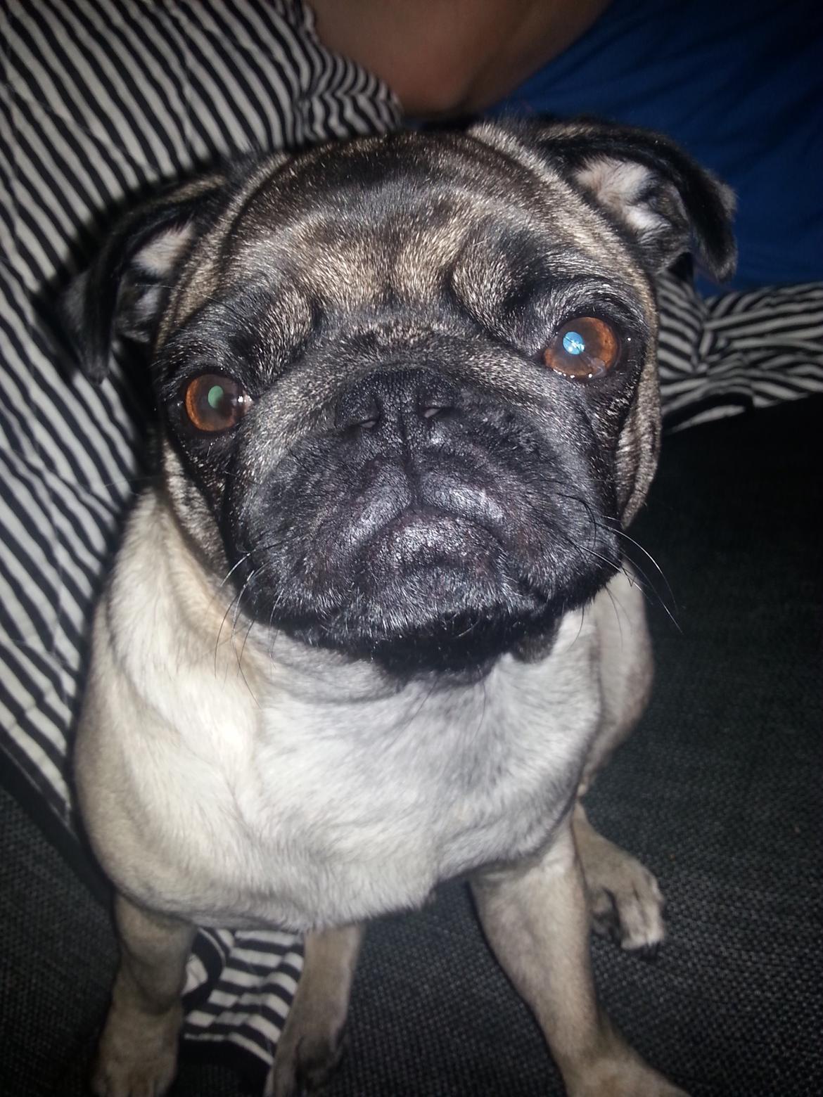 Mops Rosa Himmelhund billede 23