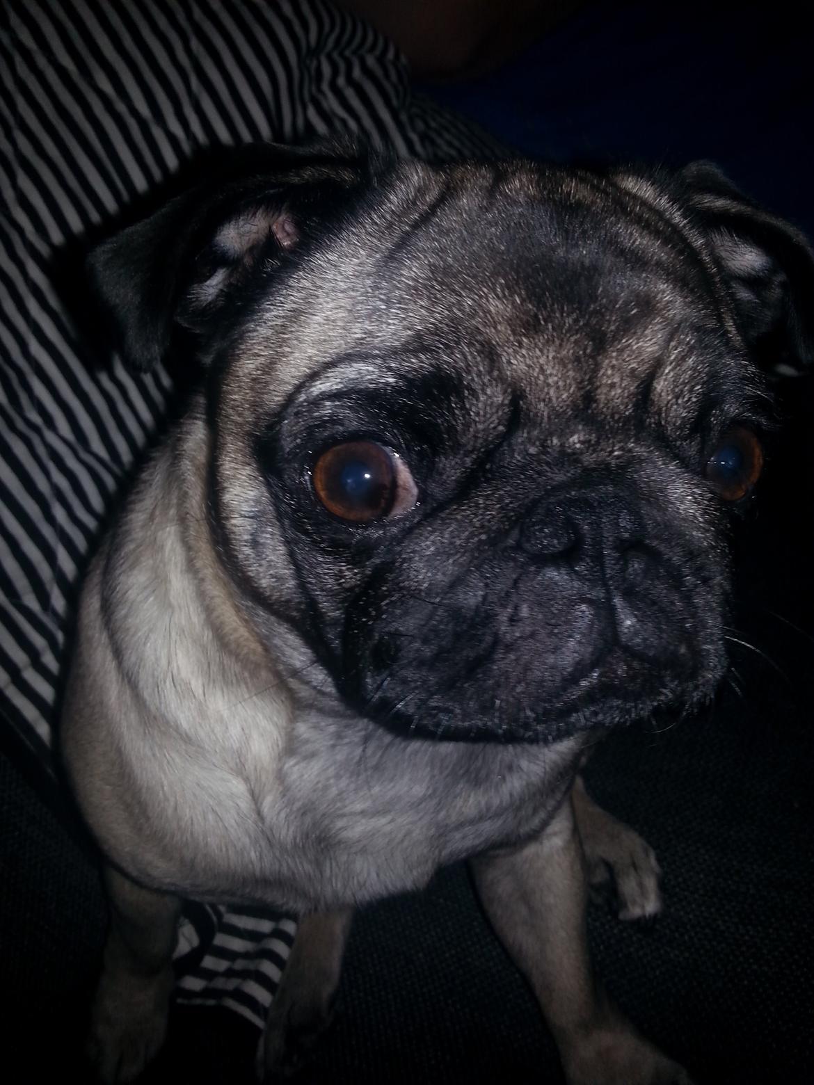 Mops Rosa Himmelhund billede 24