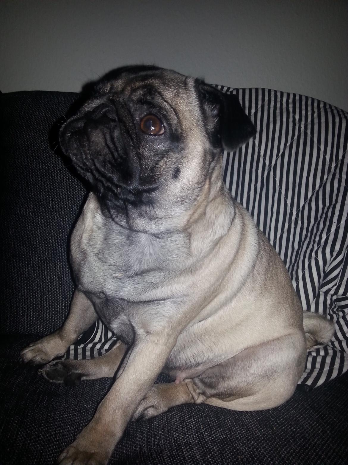 Mops Rosa Billeder af hunde Uploaded af Heidi & Thomas