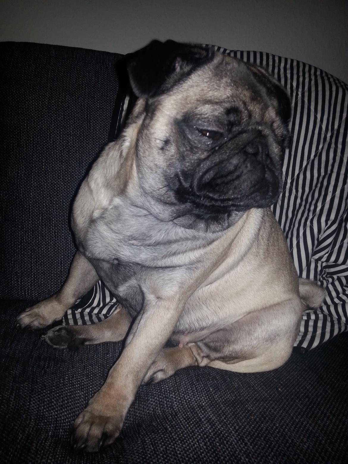 Mops Rosa Himmelhund billede 26