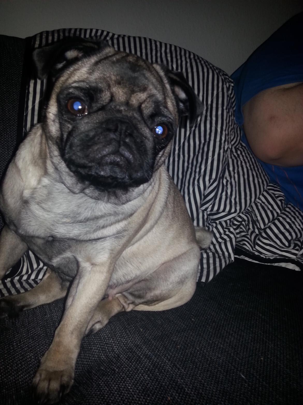 Mops Rosa Himmelhund billede 27