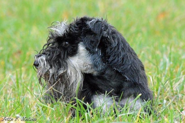 Dvaergschnauzer Qualificas Lauritz De Luxe billede 30