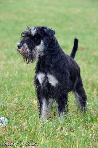 Dvaergschnauzer Qualificas Lauritz De Luxe billede 31