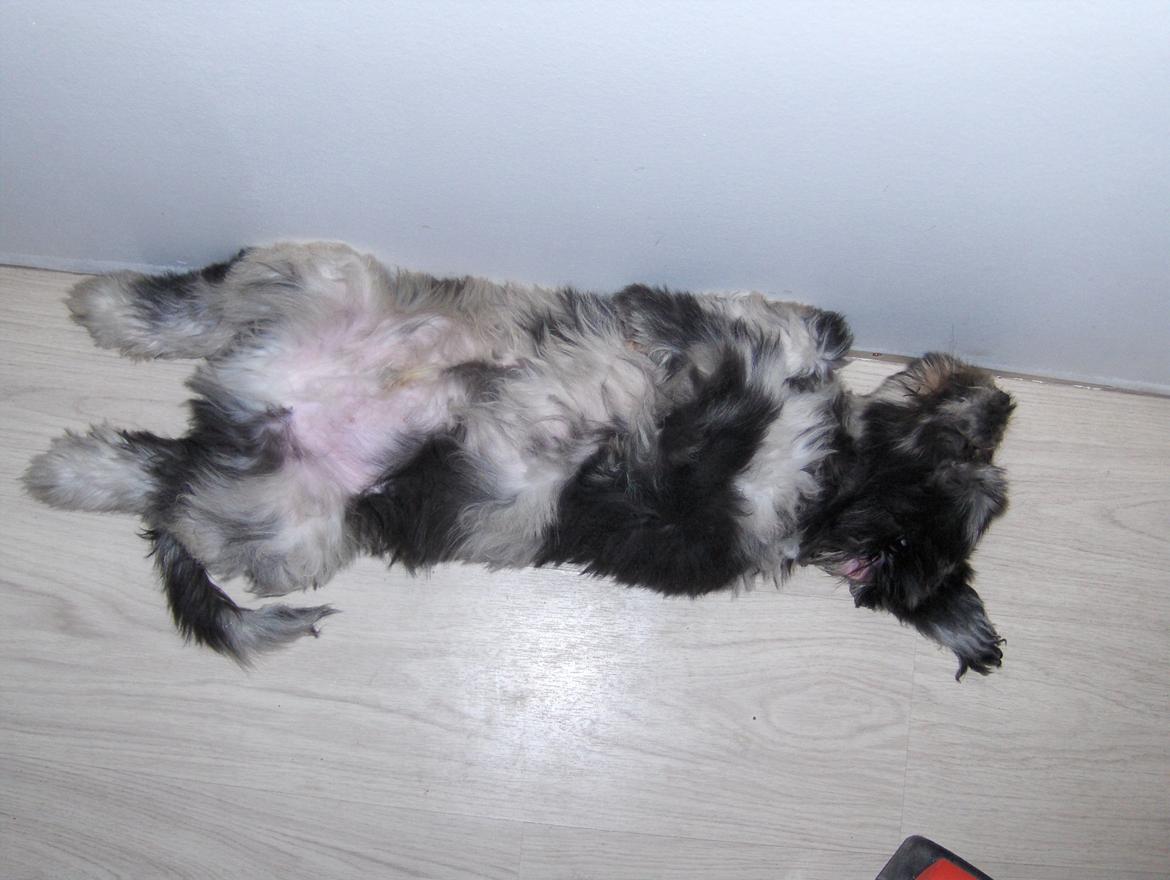 Cane Da Pastore Bergamasco Kaldenavn "Cane" billede 10