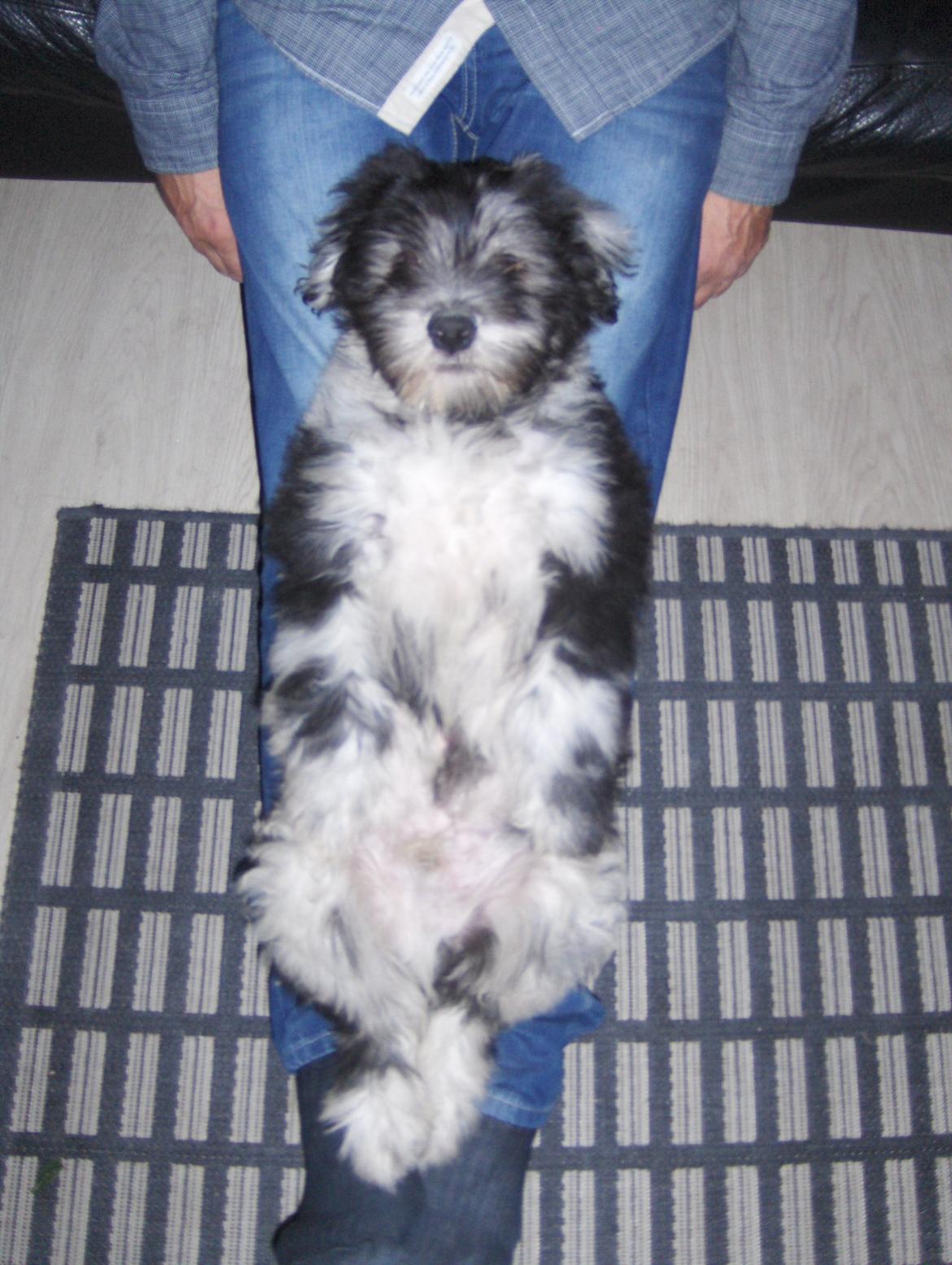 Cane Da Pastore Bergamasco Kaldenavn "Cane" billede 11