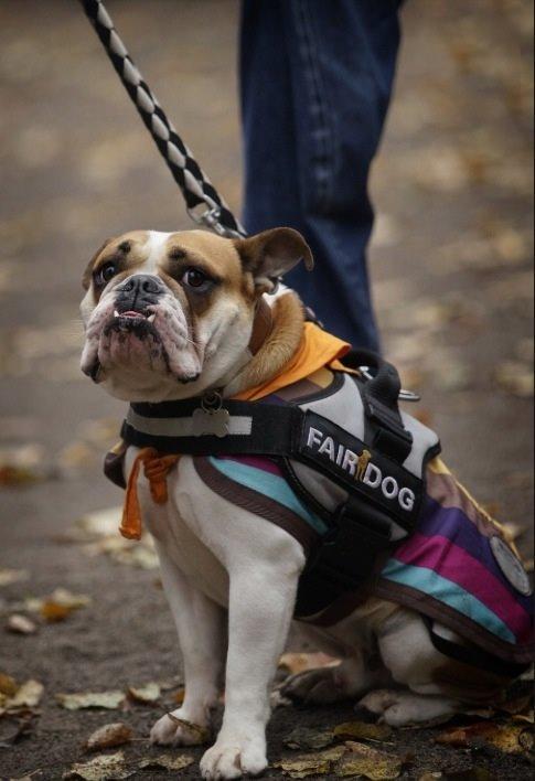 Blanding af racer William billede 32