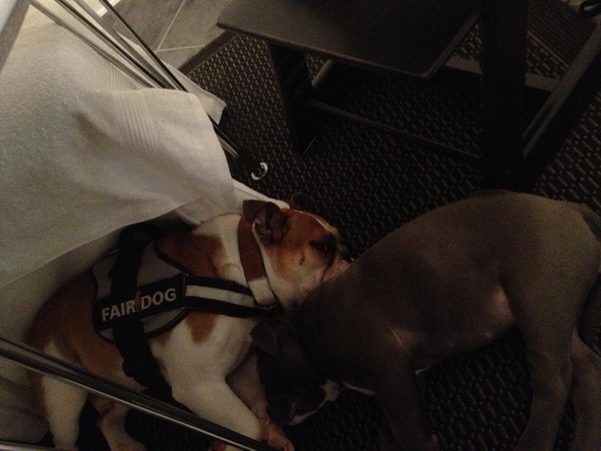 Blanding af racer William billede 33