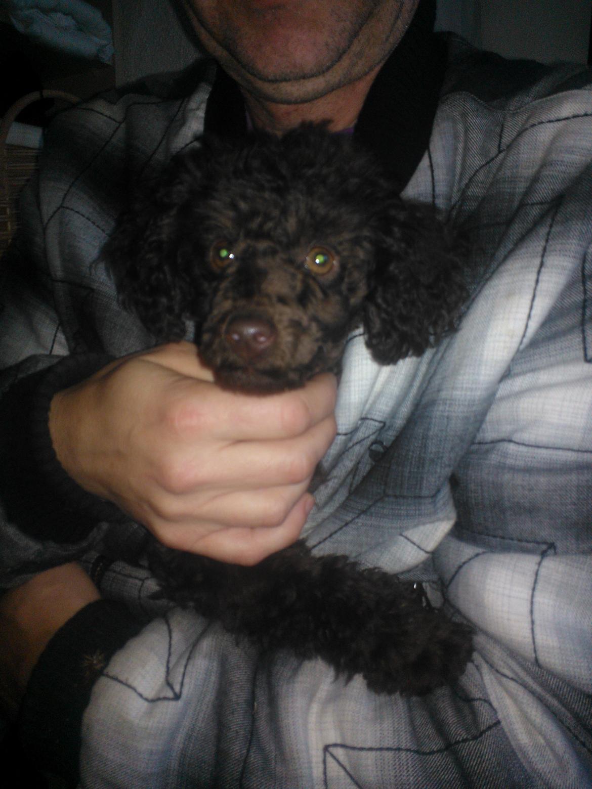 Toypuddel Mathilde ( kakaoko ) billede 2