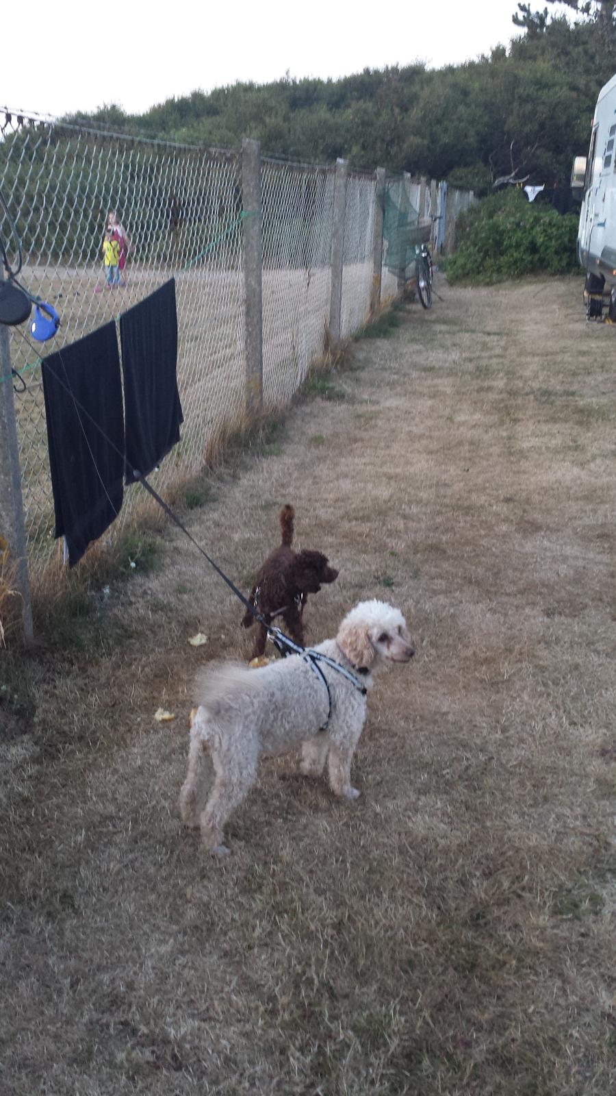 Toypuddel Mathilde ( kakaoko ) billede 5