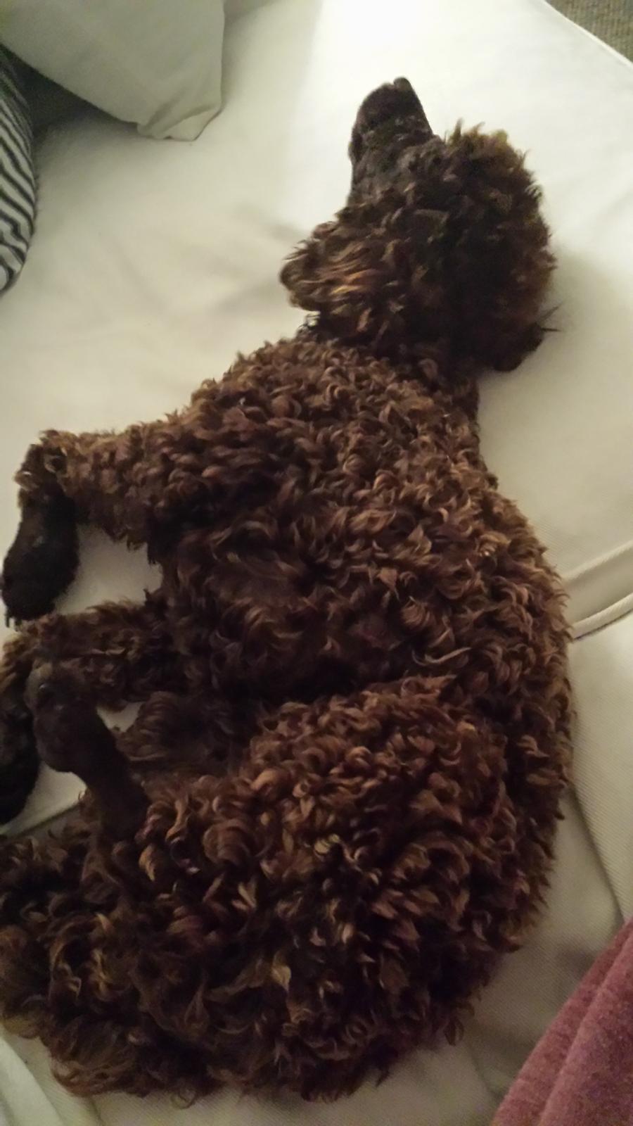 Toypuddel Mathilde ( kakaoko ) billede 4