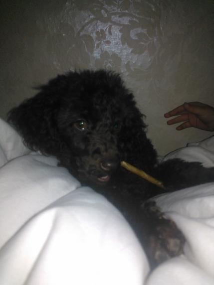 Toypuddel Mathilde ( kakaoko ) billede 3