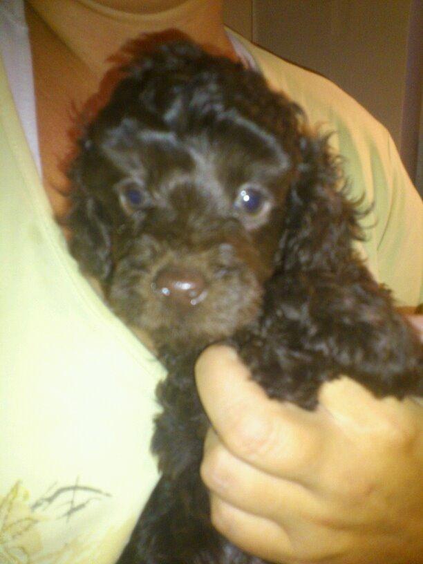 Toypuddel Mathilde ( kakaoko ) billede 1