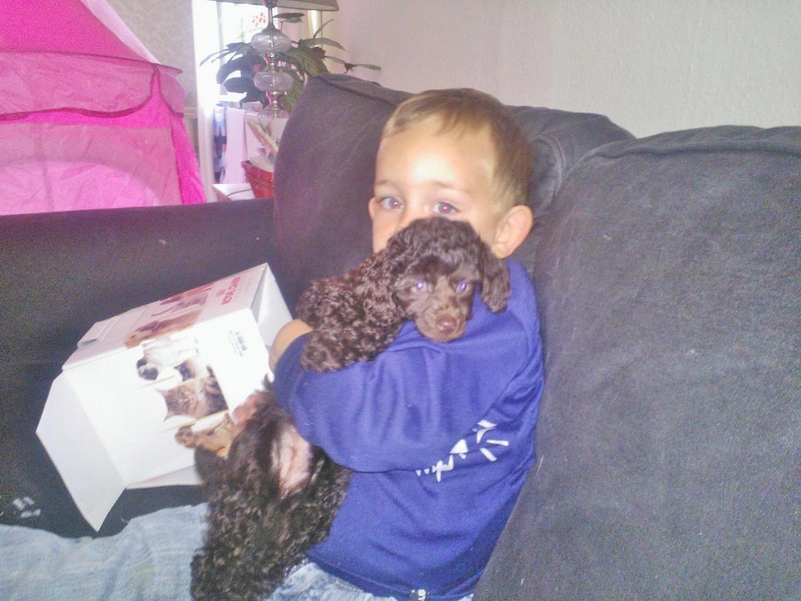 Toypuddel Mathilde ( kakaoko ) billede 6