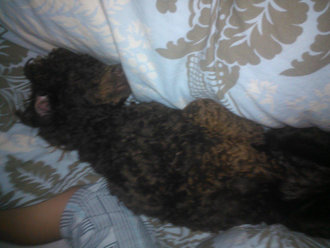 Toypuddel Mathilde ( kakaoko ) billede 7