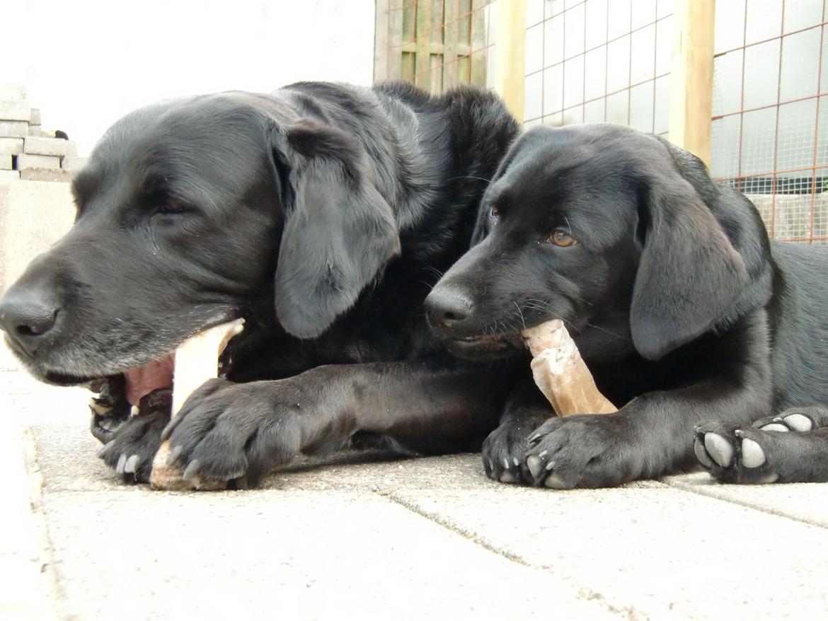 Labrador retriever Simba billede 2