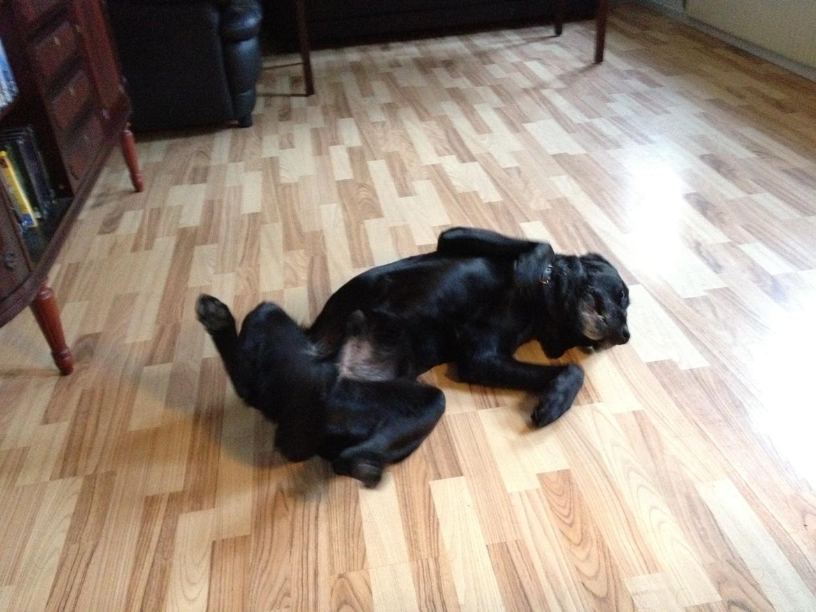 Labrador retriever Simba billede 3
