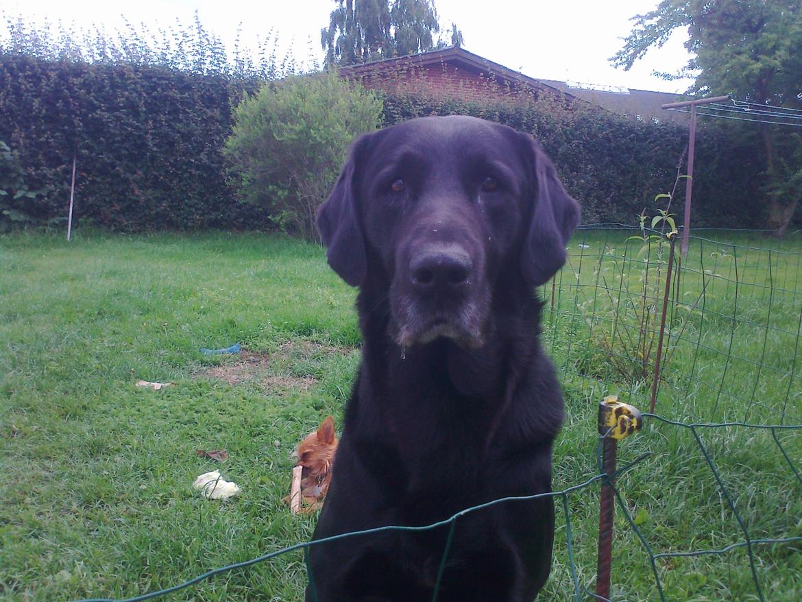 Labrador retriever Simba billede 5
