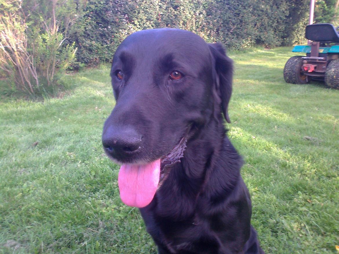 Labrador retriever Simba billede 6