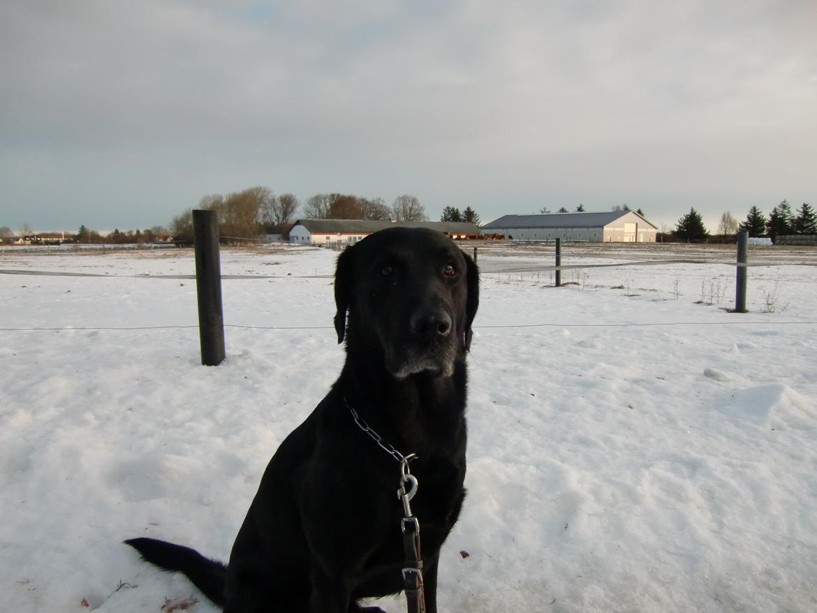 Labrador retriever Simba billede 7