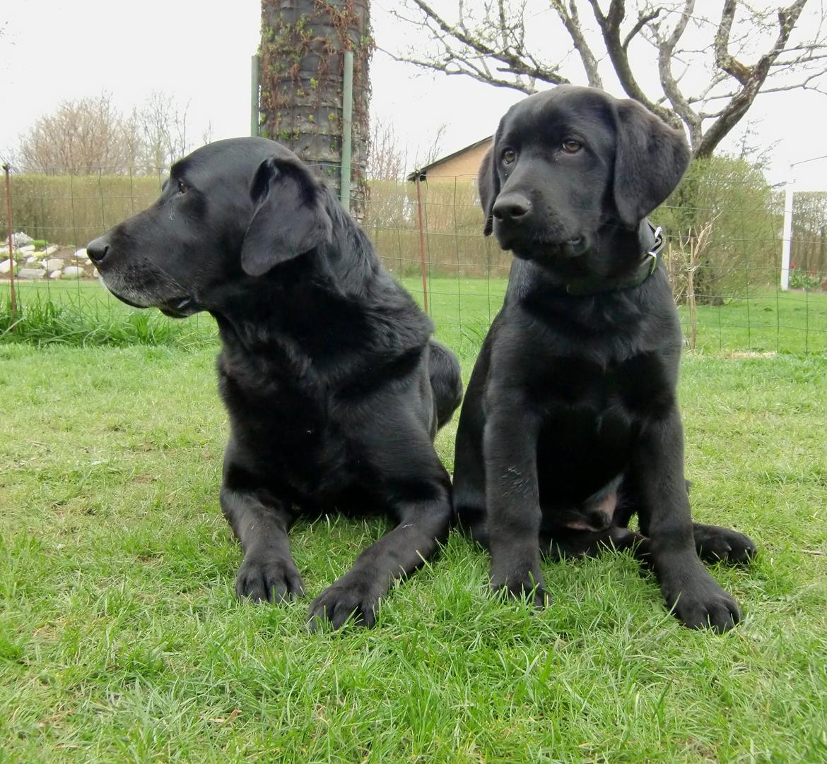 Labrador retriever Cano billede 9