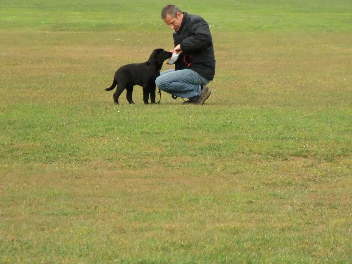 Labrador retriever Cano billede 2