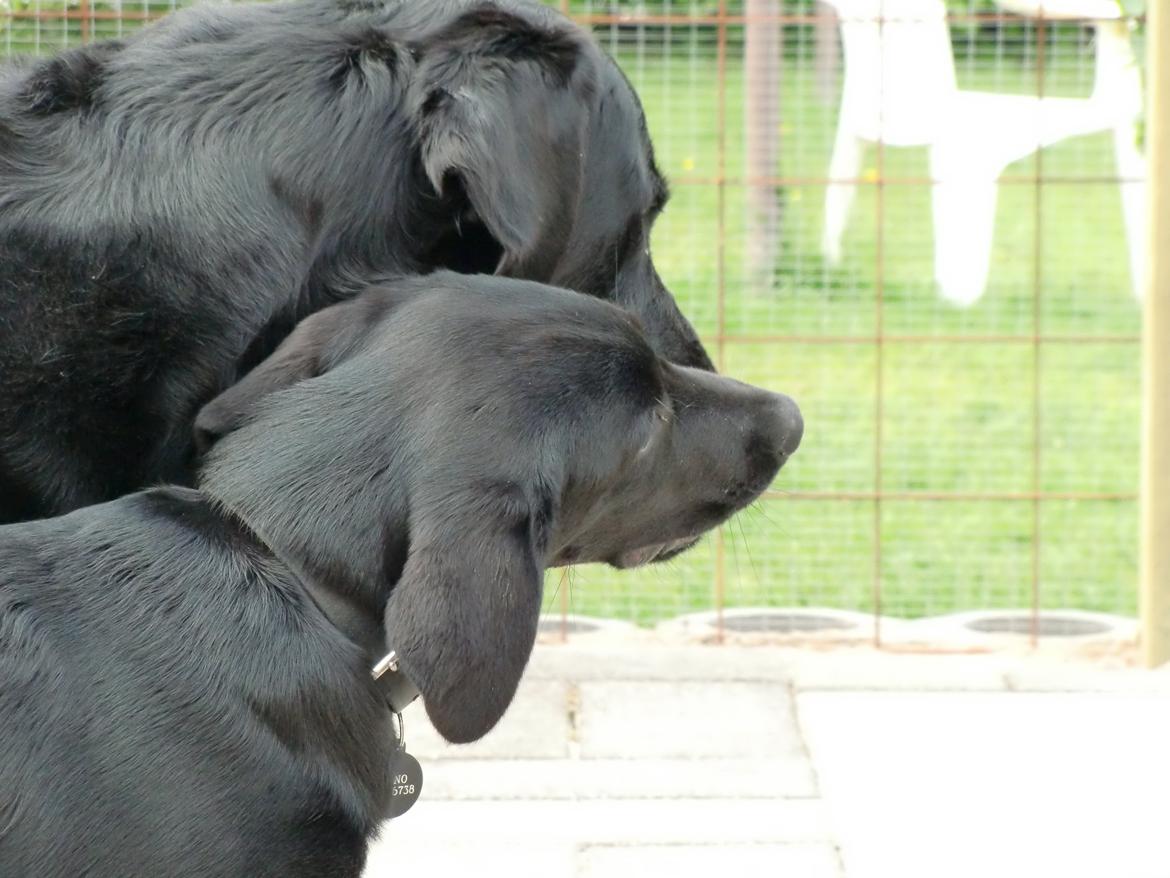 Labrador retriever Cano billede 11