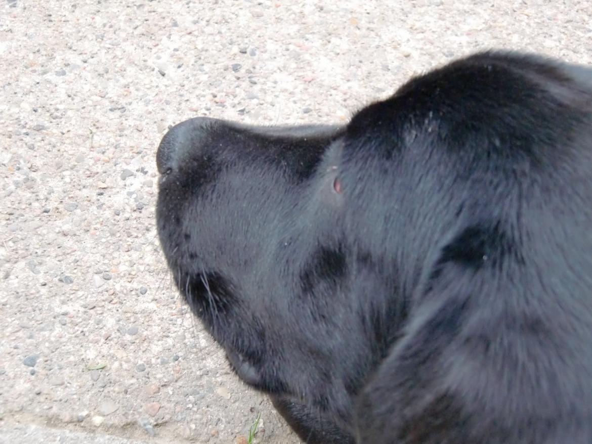 Labrador retriever Cano billede 12