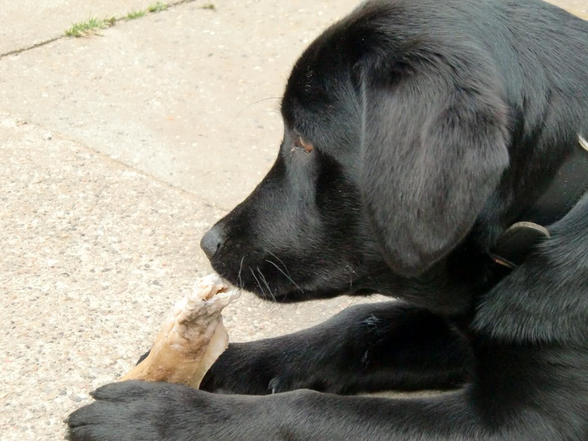 Labrador retriever Cano billede 8