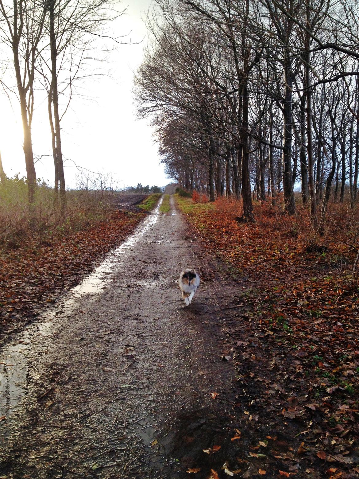 Shetland sheepdog Jenner's Blue Casanova - Gåtur d. 05-12-13 billede 30