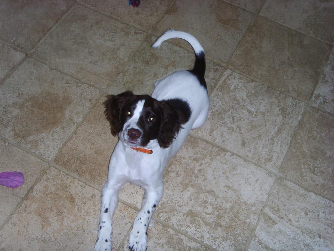 Engelsk springer spaniel Laika billede 1