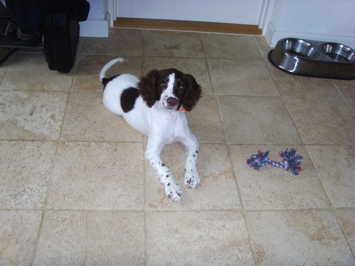 Engelsk springer spaniel Laika billede 2