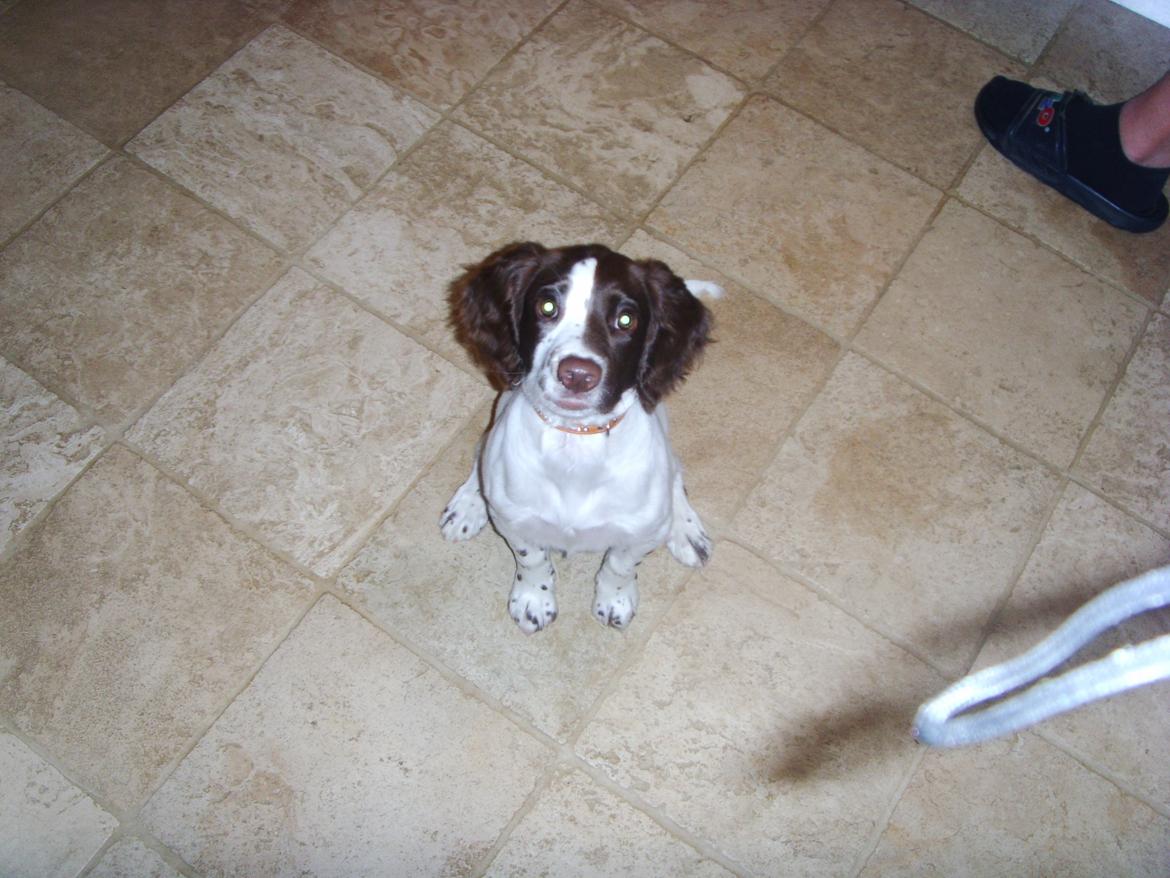 Engelsk springer spaniel Laika billede 5