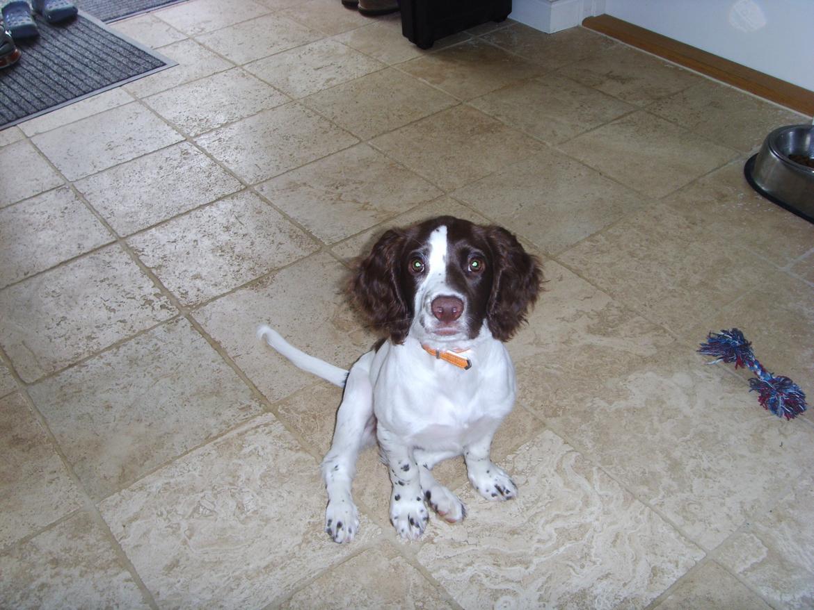 Engelsk springer spaniel Laika billede 6
