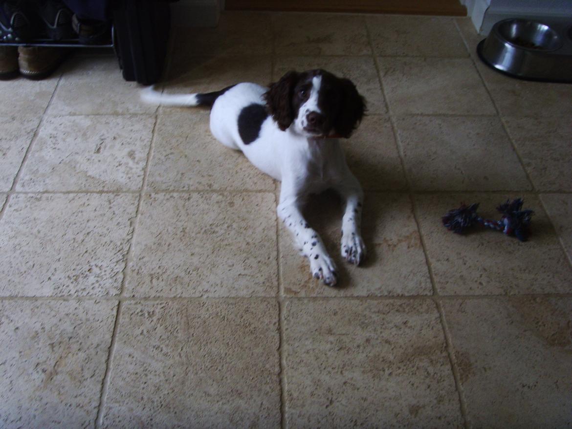 Engelsk springer spaniel Laika billede 7