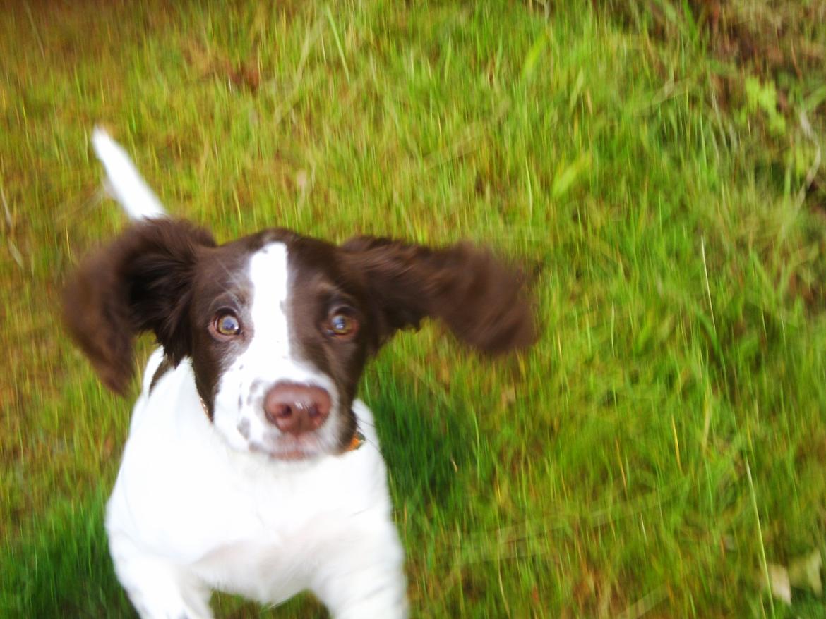Engelsk springer spaniel Laika billede 8