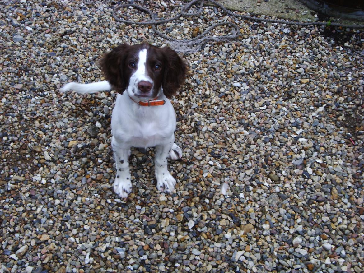 Engelsk springer spaniel Laika billede 9