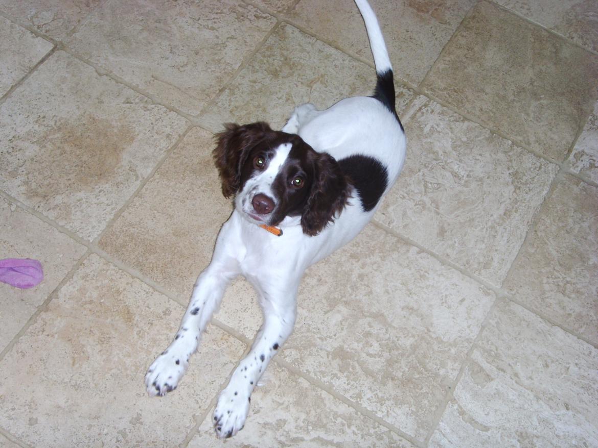 Engelsk springer spaniel Laika billede 11