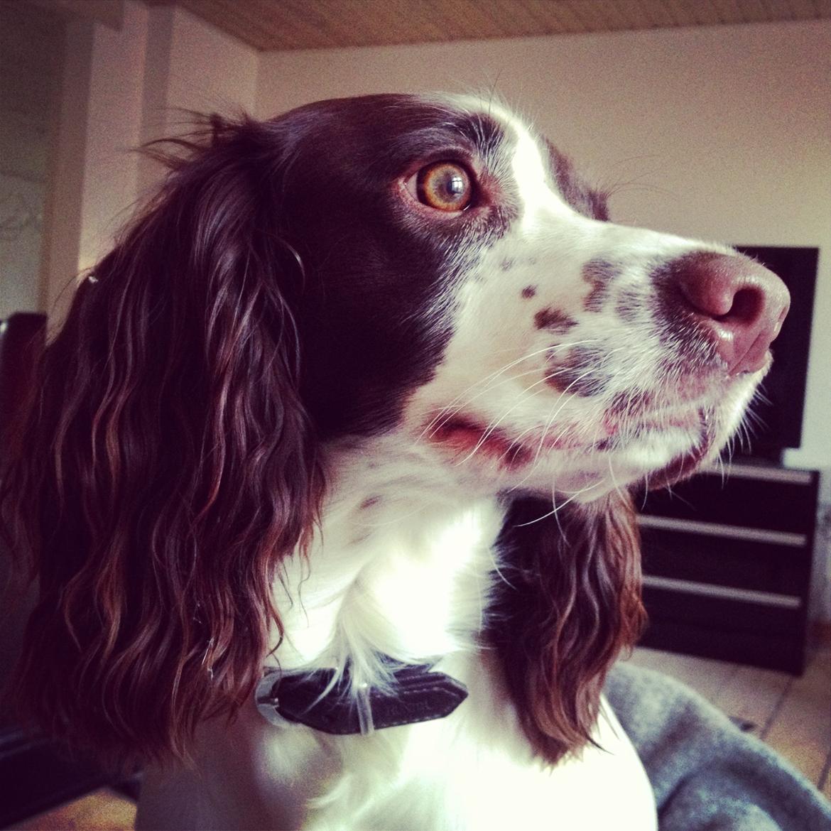 Engelsk springer spaniel Laika billede 12