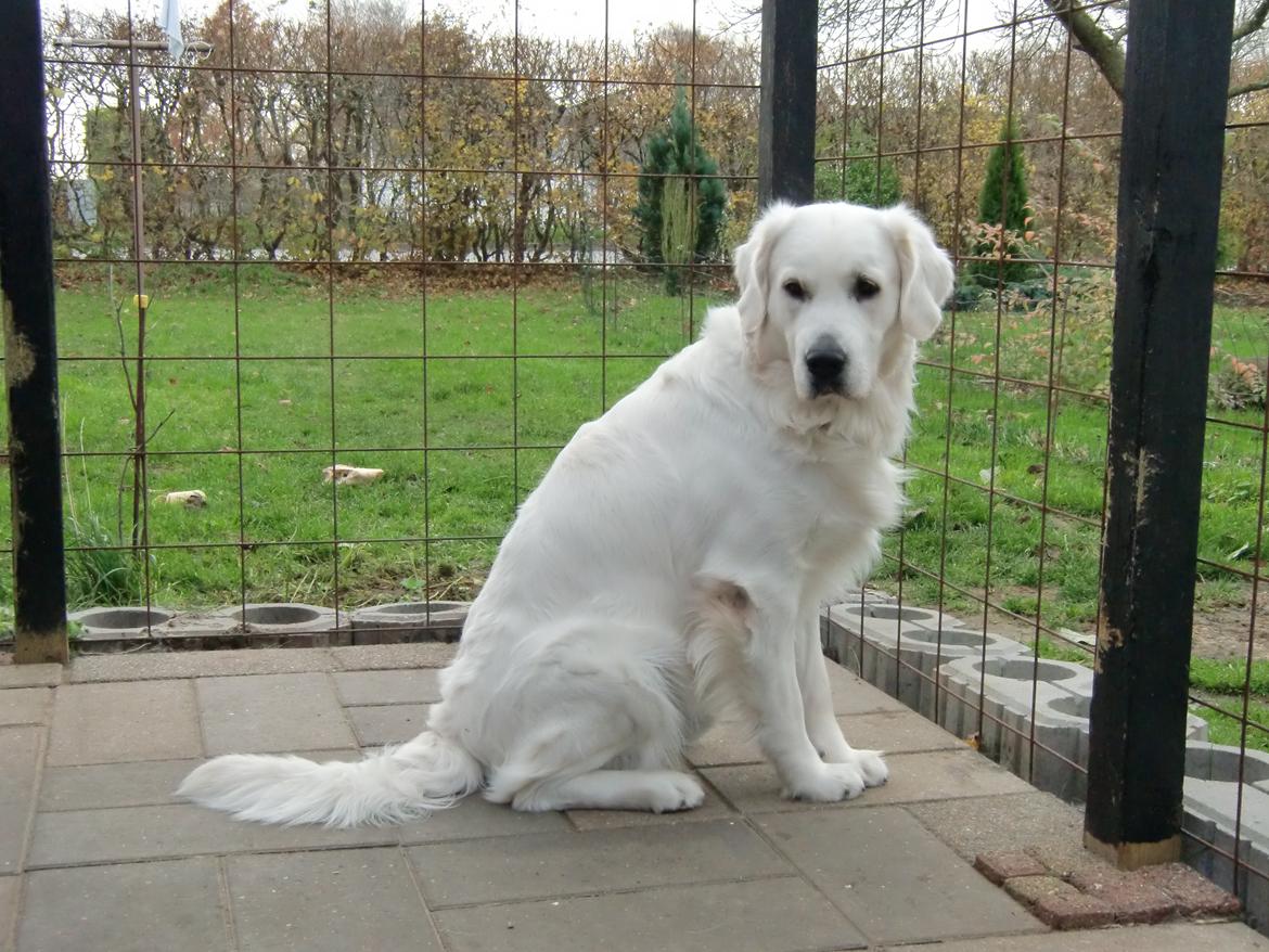 Golden retriever Hubert billede 7