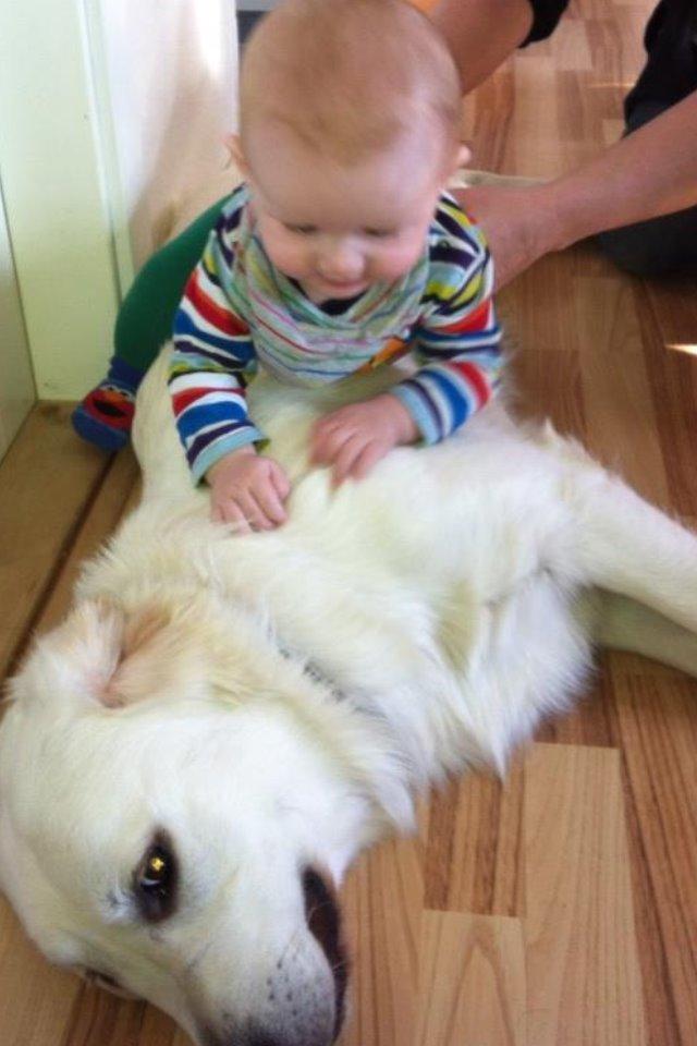 Golden retriever Hubert billede 8