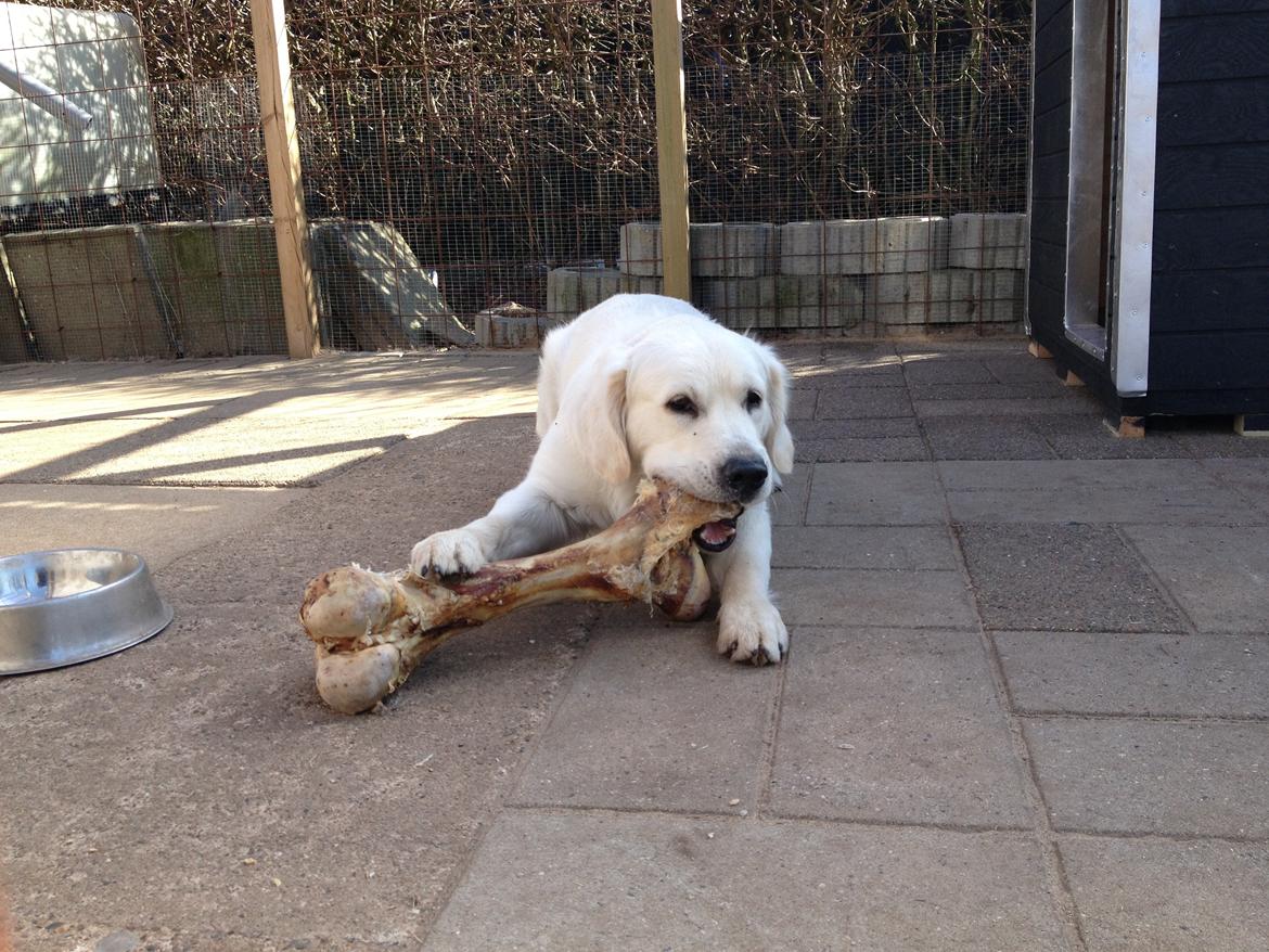 Golden retriever Hubert billede 9