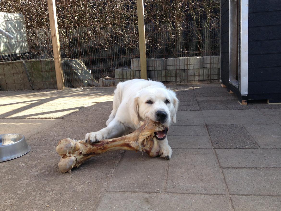 Golden retriever Hubert billede 10