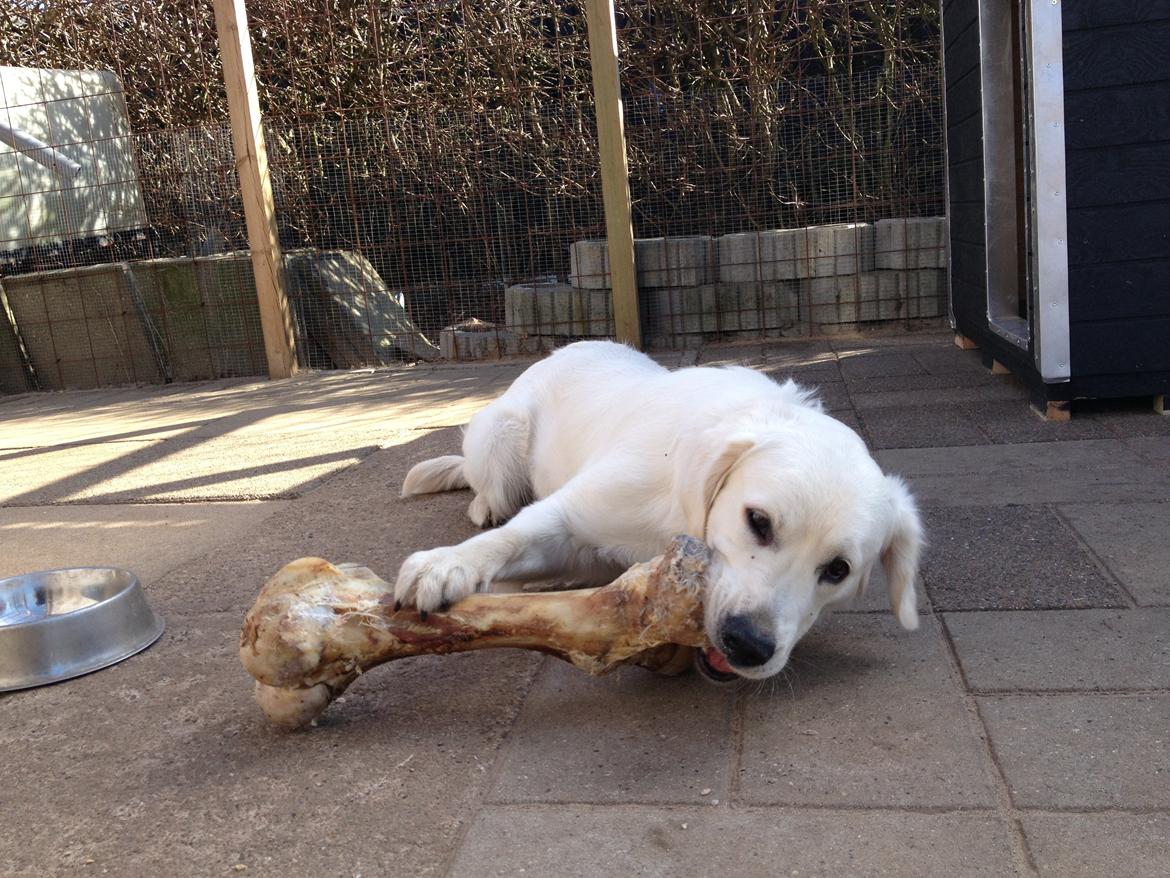 Golden retriever Hubert billede 11